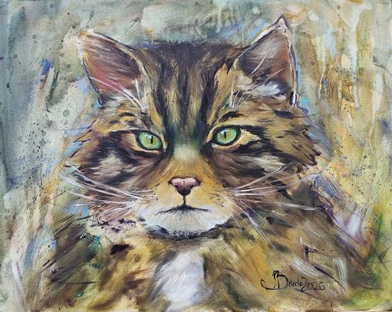 Scottish Wildcat / Skotijas meža kaķis