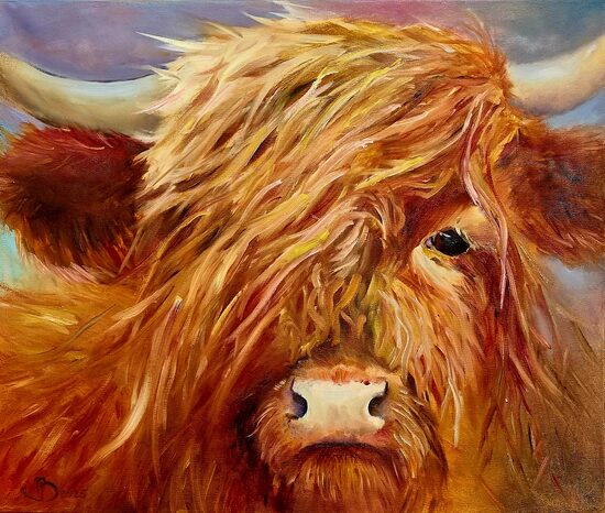 Highland Cow